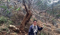 Cận cảnh cây đào “lạ” trả trăm triệu không bán