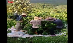 Vũ điệu hái cà phê khủng khiếp nhất mọi thời đại