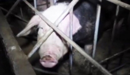 Bắt quả tang cơ sở nhuộm lông biến lợn nái thải thành lợn rừng loại I