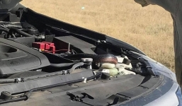 Tài xế kinh hãi khi rắn đen bụng đỏ trồi lên ngay dưới kính xe