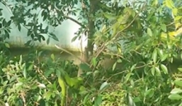 Hàng chục con rắn hổ lục cuộn tròn trên chậu cây cảnh