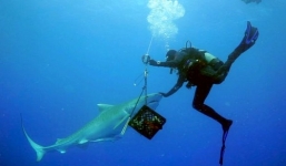 Nghẹt thở giây phút sinh tử khi thợ lặn đối mặt với cá mập báo