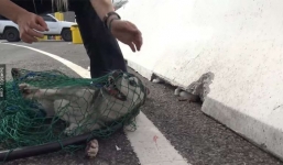 Hành trình chinh phục chú chó trốn chạy 2 năm không ai bắt được