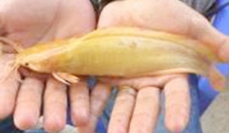 Bắt được cá trê vàng rực có 8 râu ở miền Tây