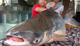 'Thủy quái' nặng 140 kg xuất hiện ở Hà Nội