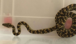 Trăn bò vào tận giường tấn công ông lão ở Australia