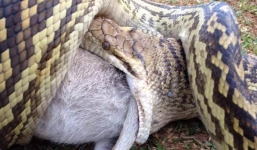 Video: Trăn nuốt chửng hai con mẹ thú có túi to hơn nó nhiều lần