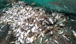 Bắt được mẻ cá hàng nghìn con ở mương nước