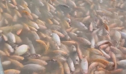 Video: Hàng nghìn con cá diêu hồng vùng vẫy