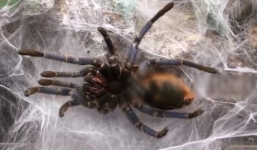 Video cận cảnh nhện 'khủng' oằn mình lột xác