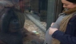 Xúc động cảnh đười ươi hôn bụng bầu người phụ nữ qua tấm kính