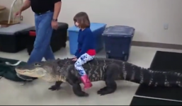 Bé gái cưỡi cá sấu 'khủng' để tuyên truyền bảo vệ động vật