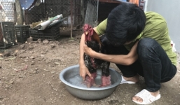 Cận cảnh mắc màn, rửa chân cho gà Đông Tảo 'khủng'