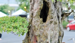 Những chậu khế khủng chơi Tết hàng tỷ đồng