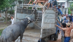 Trâu điên húc nhiều người nhập viện ở Tây Ninh