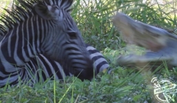 Video: Ngựa vằn thoát hàm cá sấu trong gang tấc