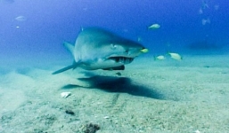 Sốc cá mập con ăn thịt đồng loại ở trong bụng mẹ