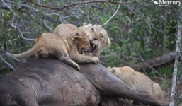 Sư tử mẹ nổi giận quật đầu con vì bị quấy rầy