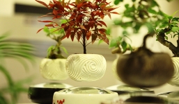 Bonsai bay, xoay tròn lơ lửng giá tiền triệu chơi Tết