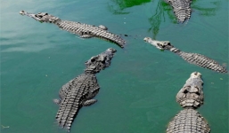 Cá sấu sổng chuồng do mưa lũ bị dân bắn chết, xẻ thịt