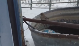 Giải cứu chim sẻ bị dính chặt vào thanh thép dưới tiết trời 0 độ