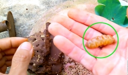 Nam thanh niên đào hang bắt mối chúa