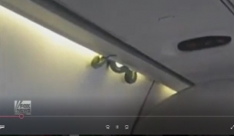 Máy bay hoãn cất cánh vì rắn bò lổm ngổm trong khoang