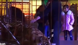 Video rạp xiếc trói hổ hiếm Siberia cho khách cưỡi gây phẫn nộ