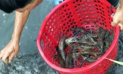 Video: Cận cảnh bắt tôm càng xanh ở miền Tây