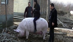 Video: Cô gái cưỡi 'Vua lợn' nặng gần 8 tạ gây sốc