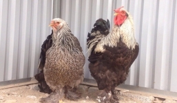 Video: Gà 'kỳ lân' khổng lồ giá chục triệu ở Hà Nội