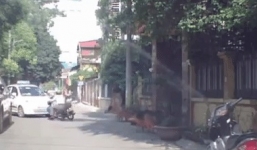 Bị chó lao ra sủa, người đàn ông giật mình phi thẳng xe máy vào taxi