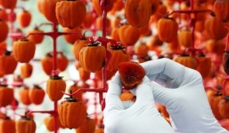 Hồng sấy khô công nghệ Nhật nửa triệu một kg “cháy hàng” dịp Tết