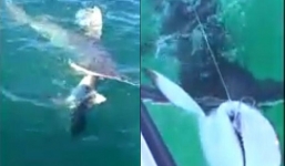 Video: Cá mập ngoạm đứt đôi mình đồng loại