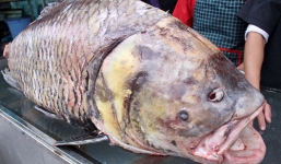 Nhà giàu Hà thành đổ xô mua thịt cá hô đỏ gần 3 triệu/kg