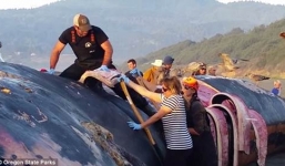 Cận cảnh chuyên gia xẻ thịt cá voi xanh khổng lồ