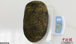 Trung Quốc: Phát hiện trứng lạ 1,2kg giá có thể lên đến gần 1 triệu USD