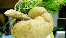 Phát hiện cây nấm Phục Linh Thiên 'quý hơn vàng' ở Nghệ An