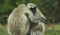 Video: Bầy khỉ ôm nhau đau buồn vì tưởng 'đồng loại' chết