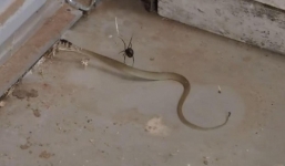 Video: Rắn giãy giụa đau đớn khi trúng nọc nhện kịch độc