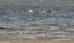 Xuất hiện nhiều ảnh quái vật hồ Loch Ness trong năm 2016