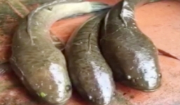 Video: Câu cá lóc bằng ếch nhựa