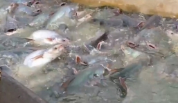 Video: Hàng nghìn con cá tra nhảy lên tranh mối