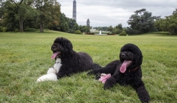 Chó cưng nhà Obama cắn thiếu nữ đến chơi Nhà Trắng