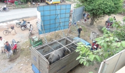 Nạn nhân bị trâu điên tấn công: 'Tôi cố lết vào nhà để kêu cứu'