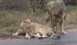 Sư tử đực suýt bị sư tử cái 'tát' vì đòi giao phối