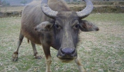 Video: Trâu điên lao vào húc người trên đường phố