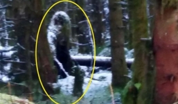 Hình ảnh 'người tuyết' được một phụ nữ Ireland chụp trong rừng