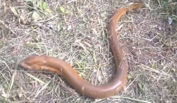 Video: Câu lươn 'khủng' ở miền Tây