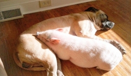 Video: Con lợn nghĩ mình là chó, ăn ngủ như thành viên trong đàn